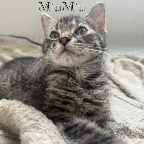 MiuMiu, Young Domestic Short Hair / Mixed (short coat), cat for adoption in New Brunswick, New Jersey