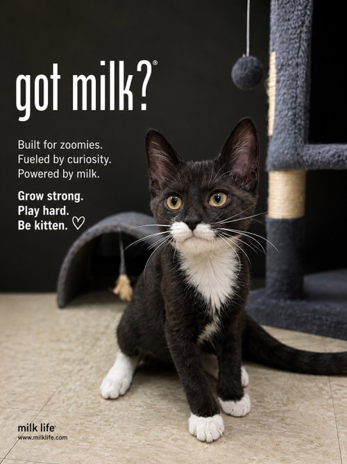 Milk Mouth, Young Domestic Short Hair / Mixed (short coat), cat for adoption in New Brunswick, New Jersey