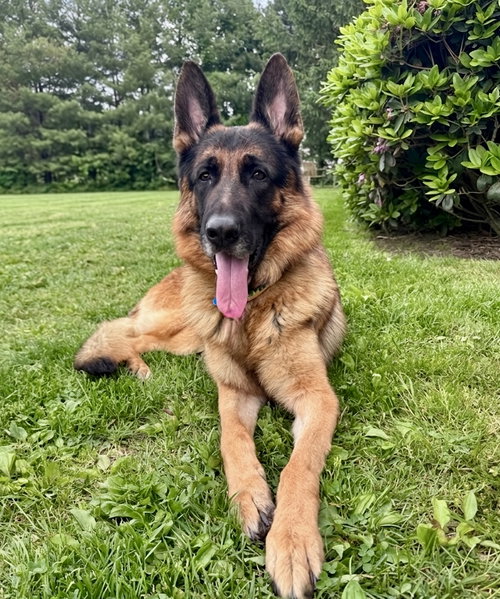 Duke, an adoptable German Shepherd Dog in Spring Lake, NJ