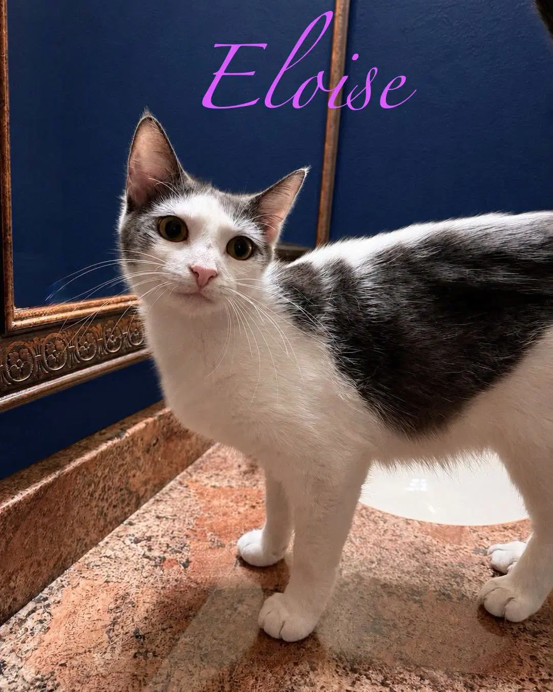 Eloise - Domestic Short Hair