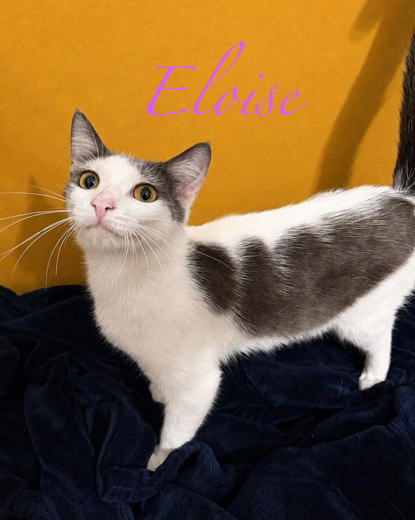 Eloise