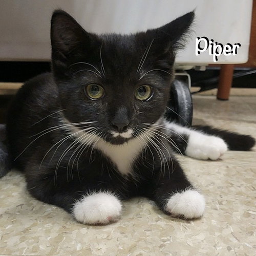Piper