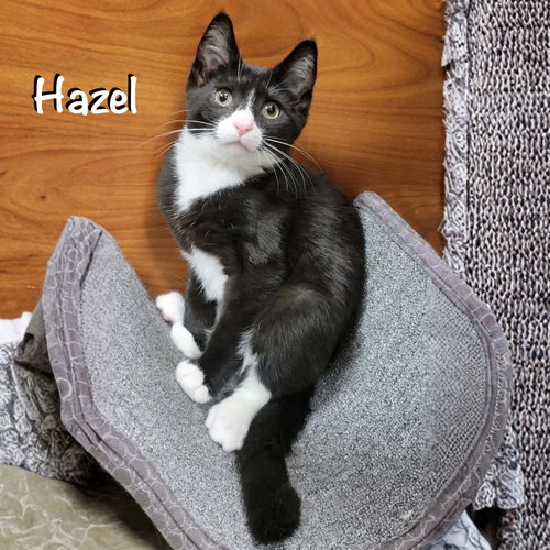 Hazel