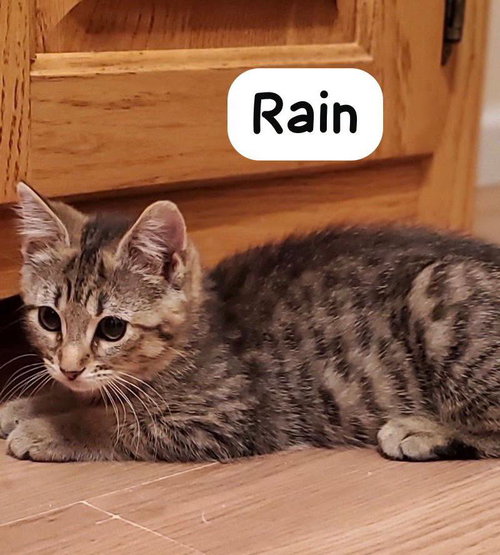 Rain