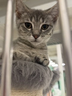 Leona, Young Domestic Short Hair / Mixed (short coat), cat for adoption in Jersey City, New Jersey