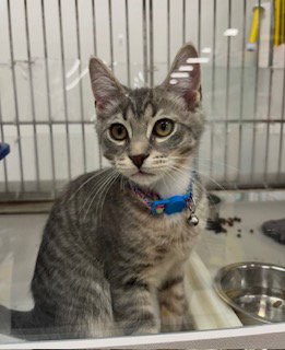 George, Young Domestic Short Hair / Mixed (short coat), cat for adoption in Jersey City, New Jersey