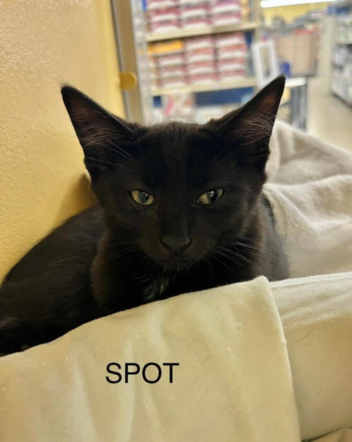 Spot