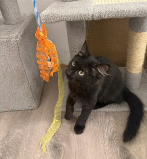 Edith, Young Domestic Medium Hair / Mixed (medium coat), cat for adoption in Jersey City, New Jersey