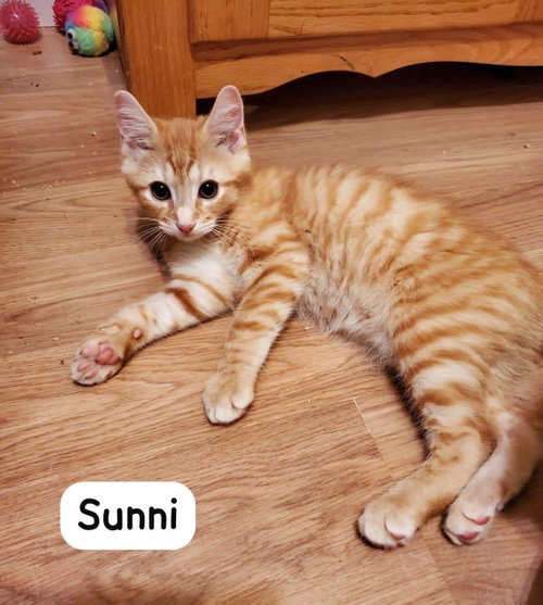 Sunni