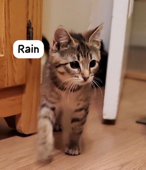Rain