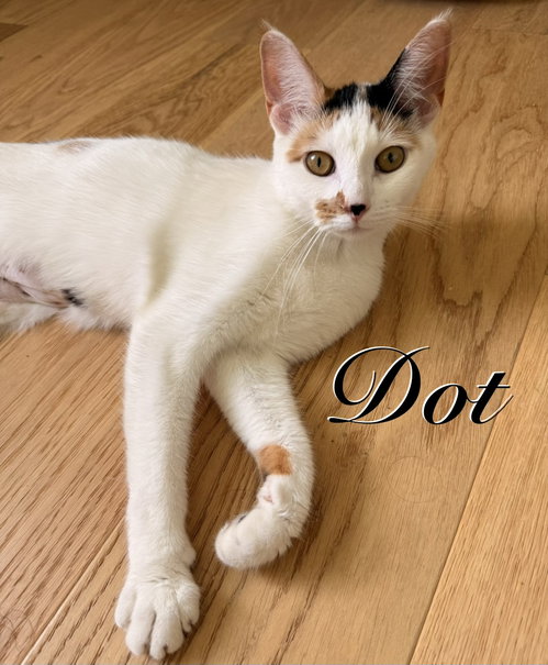 Dot