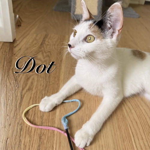 Dot photo 5