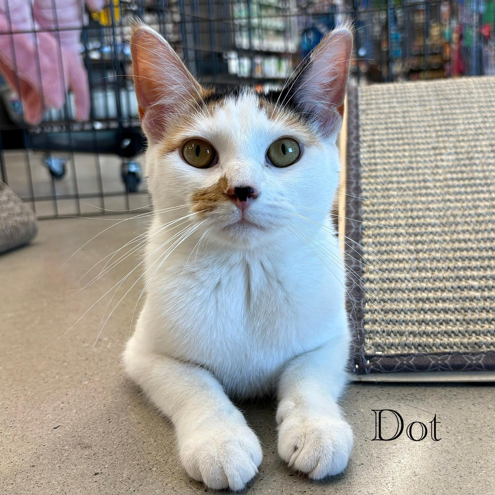 Dot
