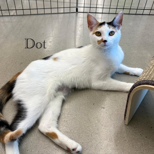 Dot photo 6