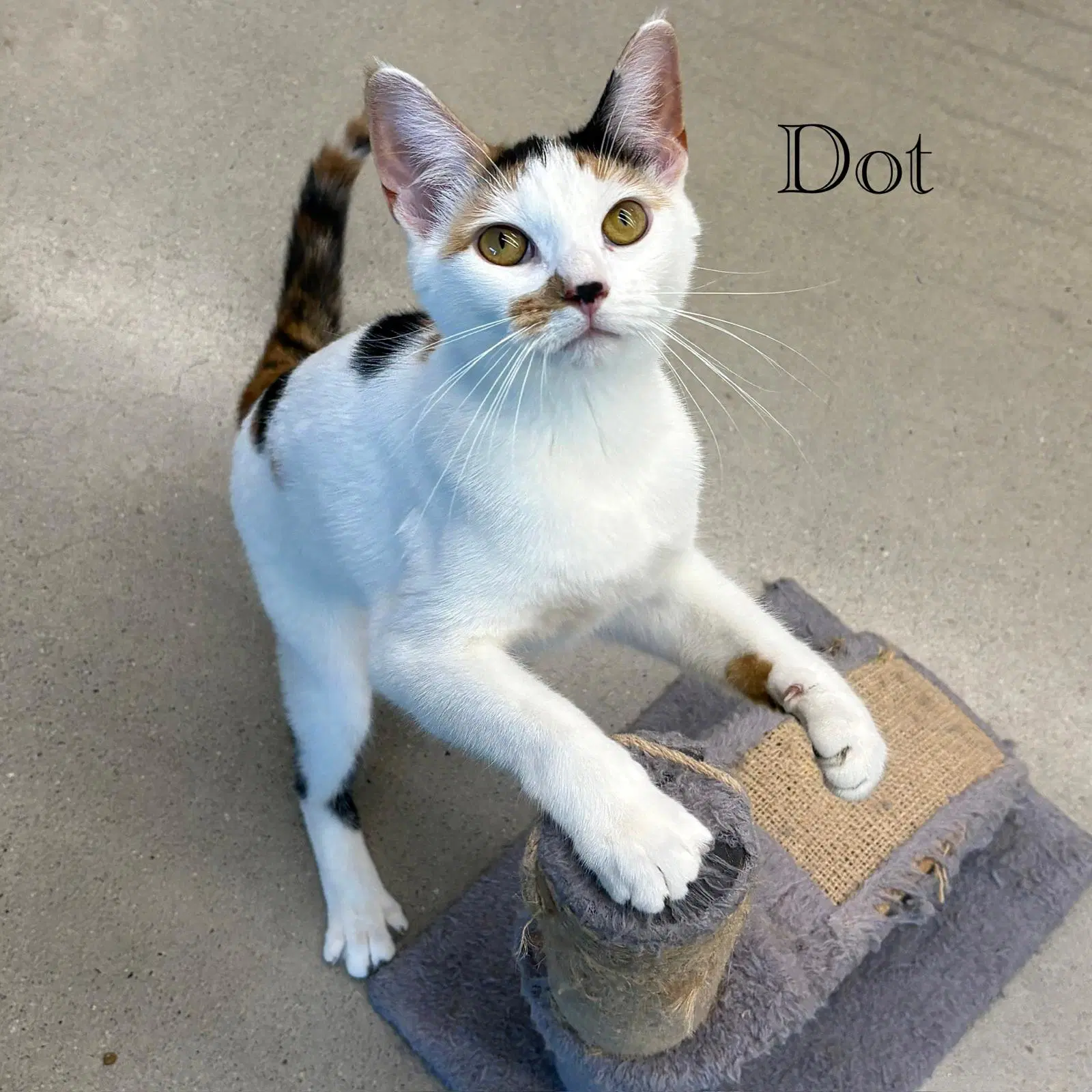 Dot image 4