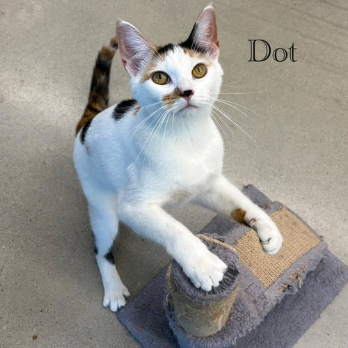 Dot photo 4
