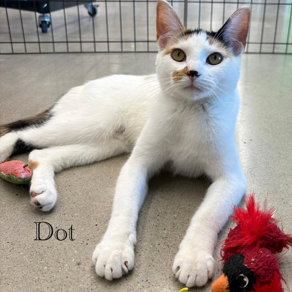 Dot