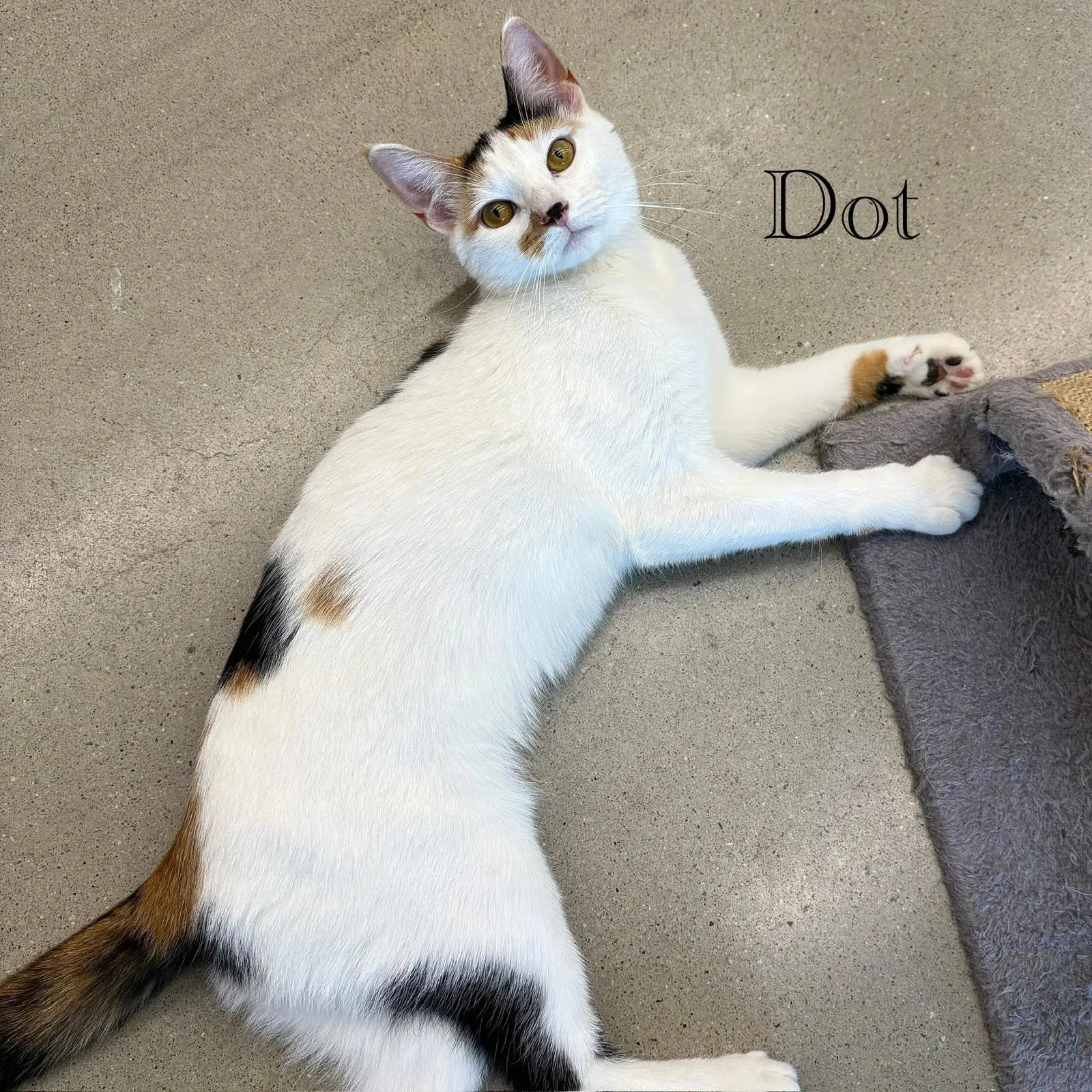 Dot image 2