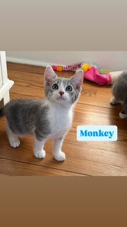 Monkey