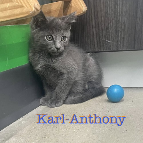 Karl-Anthony