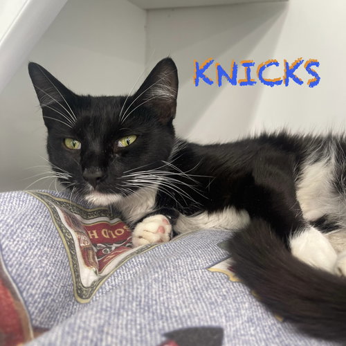 Knicks