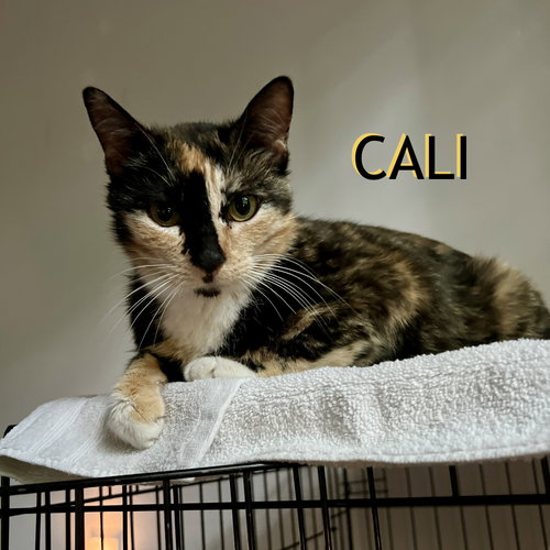 Cali, an adoptable Domestic Short Hair in Spring Lake, NJ