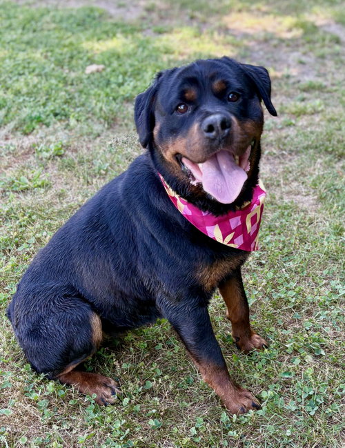 Darla