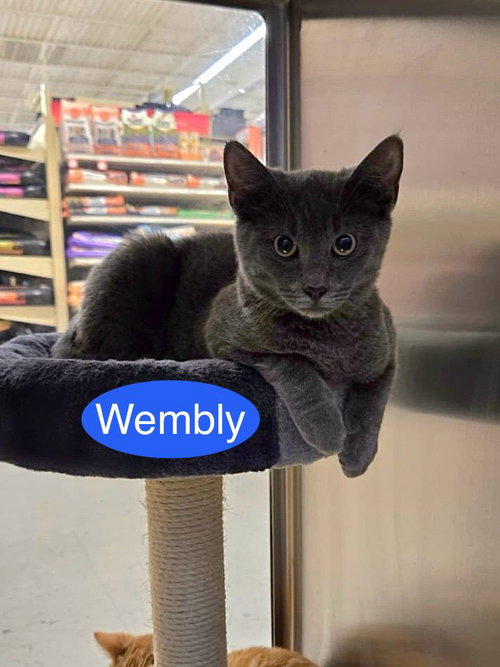 Wembly