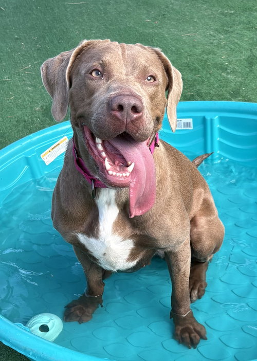 Rosie
