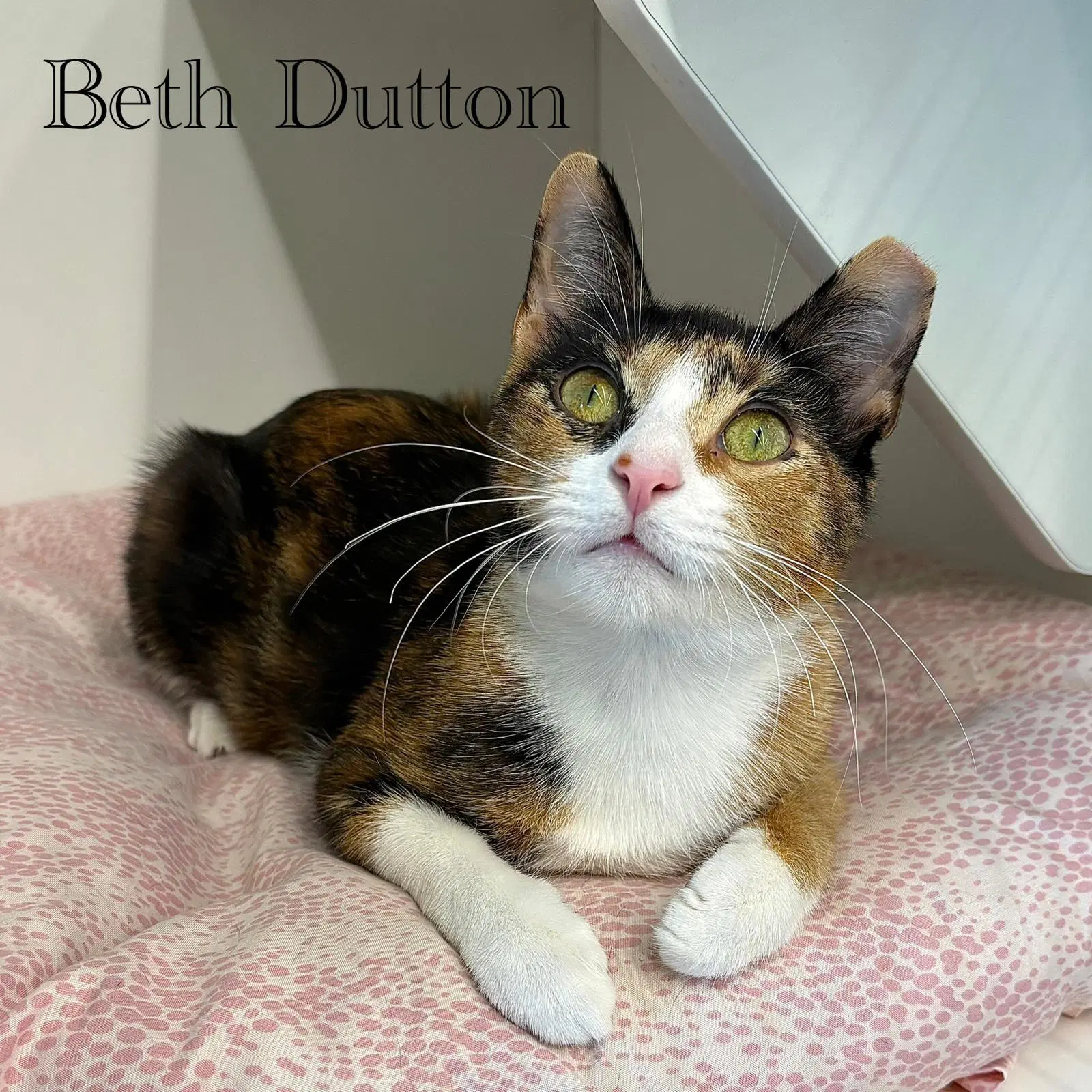 Beth Dutton - Domestic Short Hair