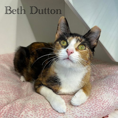 Beth Dutton, an adoptable Domestic Short Hair in Spring Lake, NJ