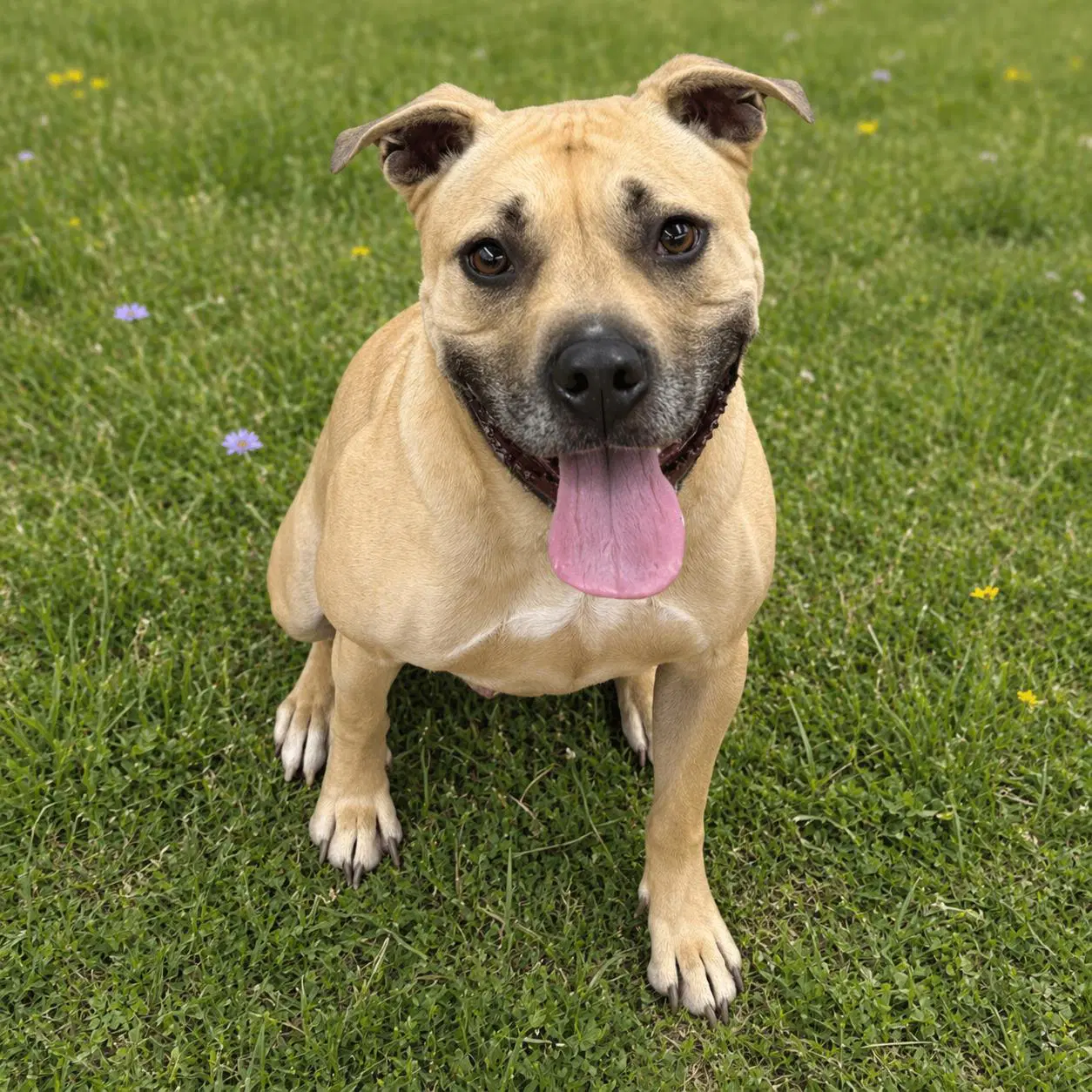 Hiro - American Staffordshire Terrier