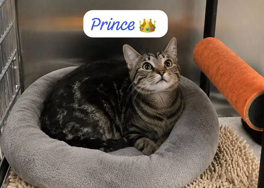 Prince image 2