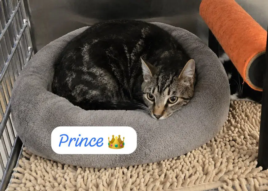 Prince image 3