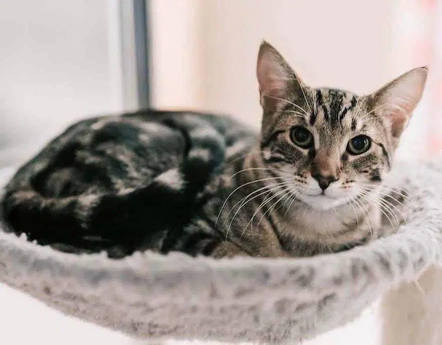 Prince - Domestic Short Hair