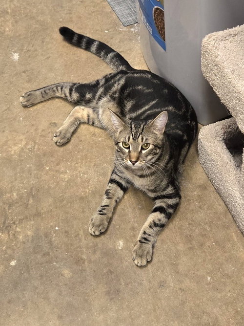 picture of the cat needing adoption