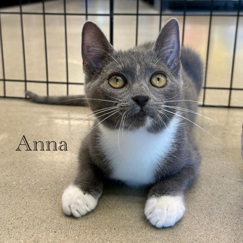 Anna, an adoptable Domestic Short Hair in Spring Lake, NJ