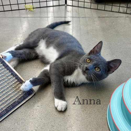 Anna photo 2