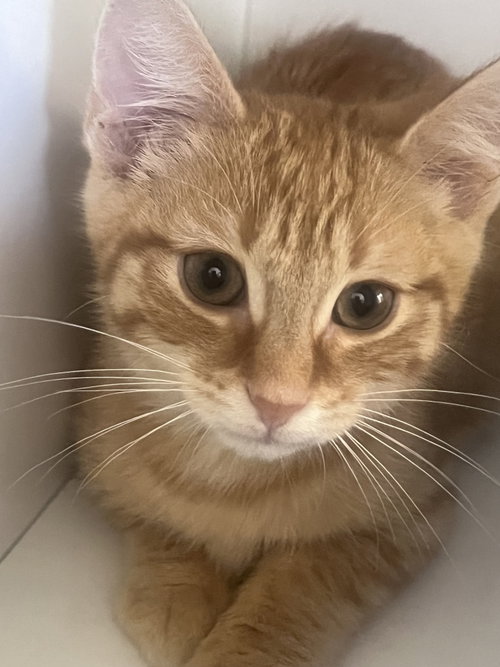 Gio, an adoptable Domestic Short Hair in Spring Lake, NJ