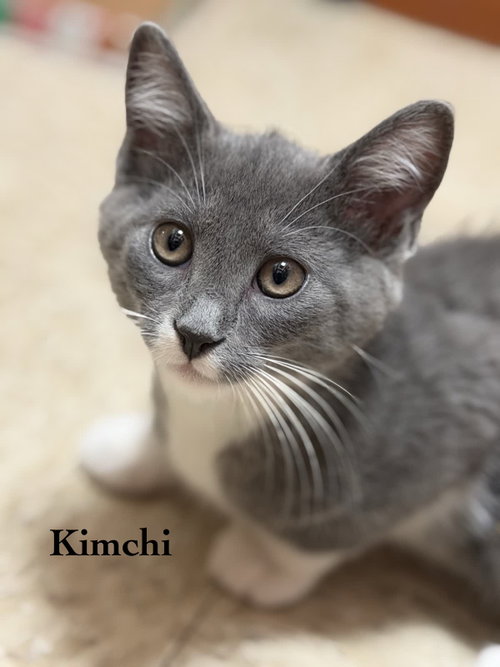 Kimchi, an adoptable Domestic Short Hair in Spring Lake, NJ