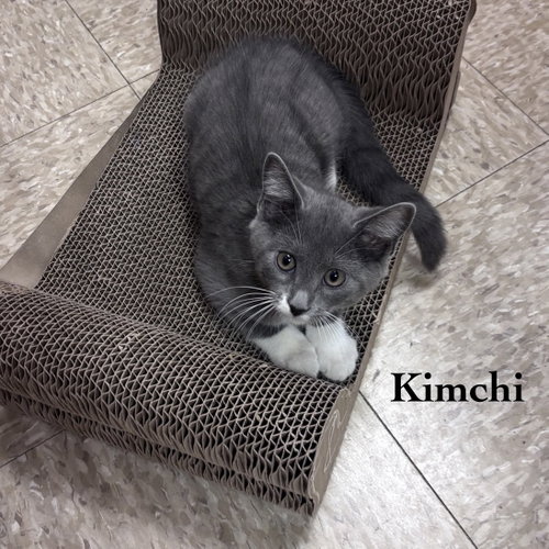 Kimchi photo 4