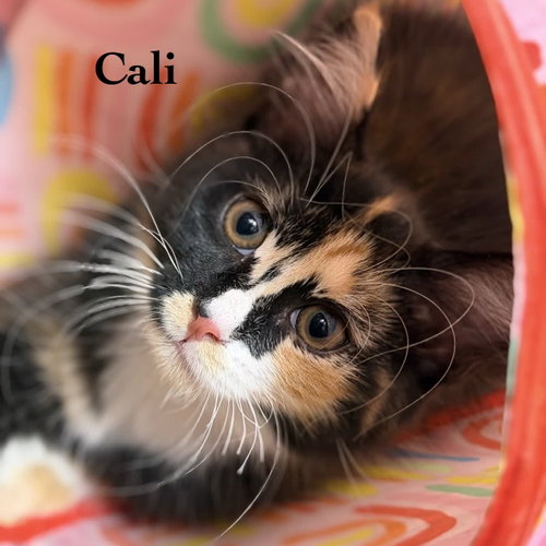 Cali, an adoptable Domestic Medium Hair in Spring Lake, NJ
