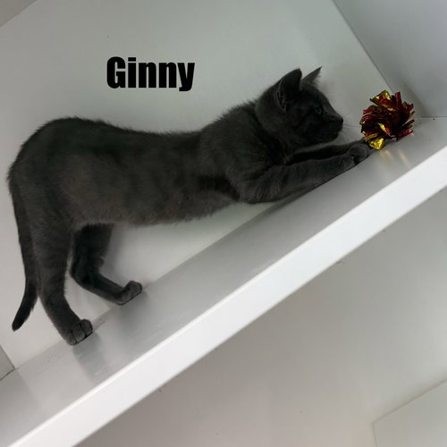 Ginny photo 3