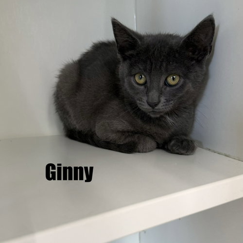 Ginny photo 4