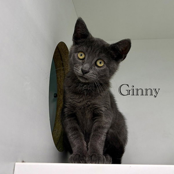 Ginny