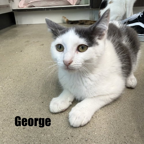George photo 3