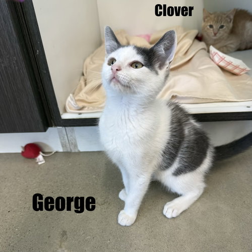 George photo 4