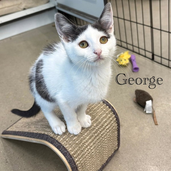 George