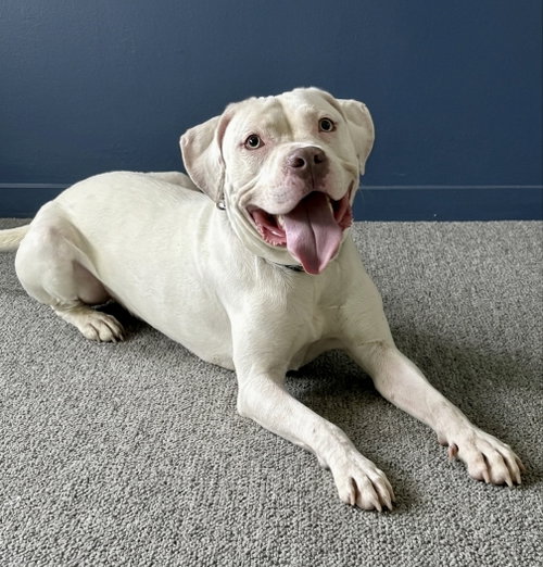 Journey, an adoptable American Staffordshire Terrier in Spring Lake, NJ