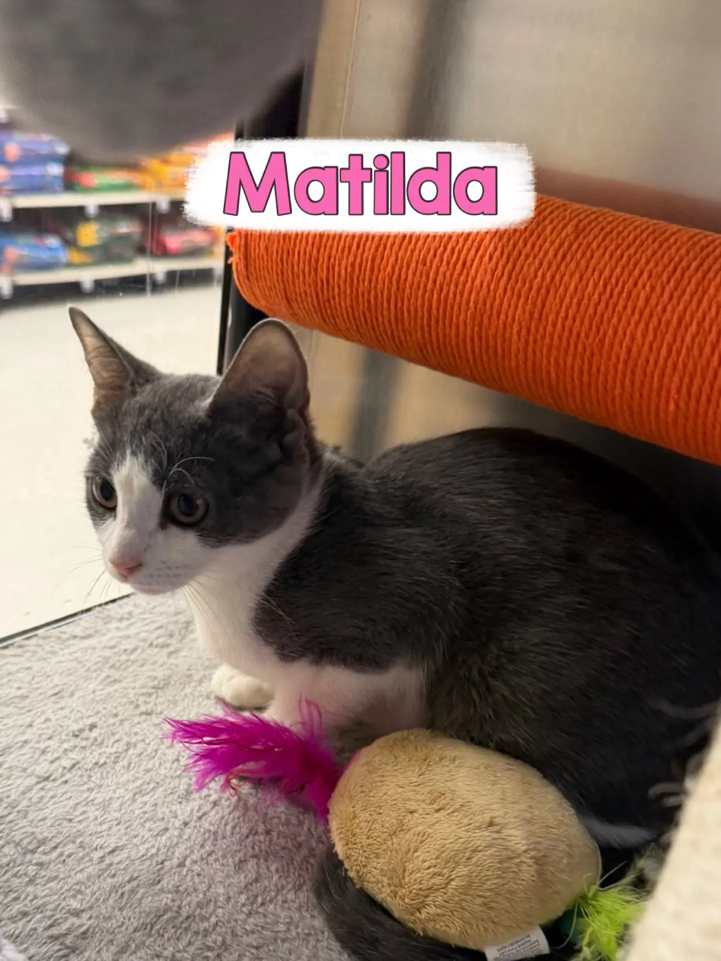 Matilda image 2